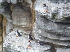 Noup Cliffs RSPB Nature Reserve, Puffins on the cliffs (c) Chris Downer