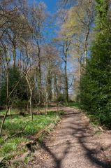 A woodland walk behind the house