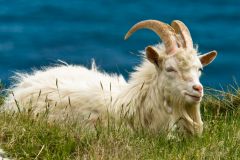 A wild goat near the American Monument