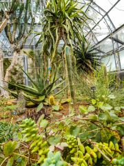 Desert and arid plants