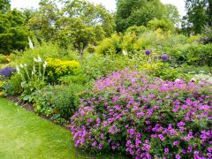 A colourful summer border