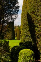 Packwood House, Topiary yews