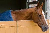 Horse in Jacobean stables