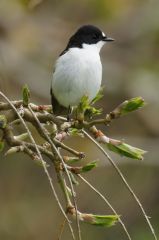 A pied flycatcher (c) Mike Pennington