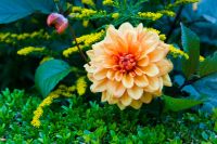Powis Castle, Garden flowers