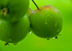 Apples in the orchard