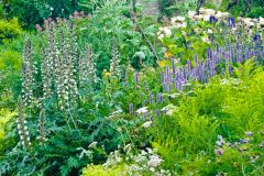 Summer flowers in bloom