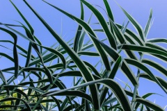 Bamboo in the walled garden