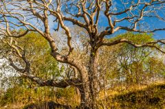 A natural sculture of tree branches