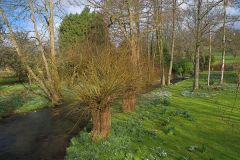 Snowdrops beside the River Churn