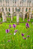 Looking down on the abbey ruins