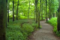 Woodland walk entrance