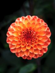 A colourful flower in the kitchen garden