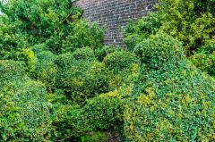 Topiary shaped like birds