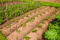 Rosedene, Strawberry beds in the organic garden