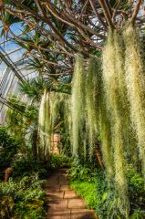 Drooping moss in the tropical glasshouse
