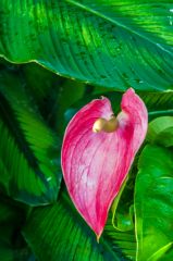 A cocoa plant in bloom