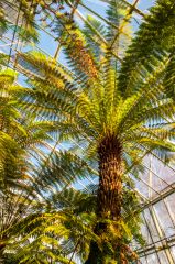 A pal in the ... Palm House