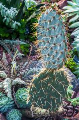 A cactus in the arid glasshouse