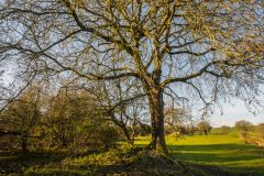 Site of Runston's medieval village