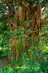 The ancient yew tree