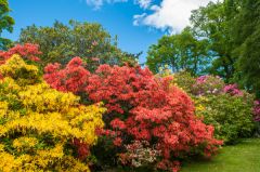 The gardens in late May
