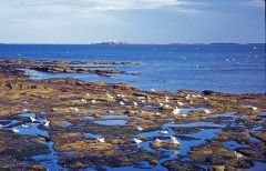 The rocky shore looking to the Farne islands (c) Christine Matthews