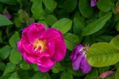 Colourful flowers in bloom