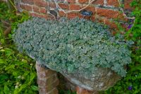 Garden flowers, Top Courtyard