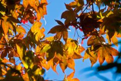 The colours of Sizergh!