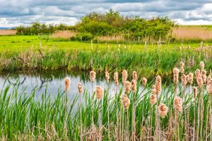 WWT Steart Marshes