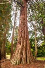 Champion tree planted by the Duke of Wellington in the park