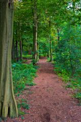 A quiet woodland walk