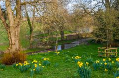 Daffodils in springtime