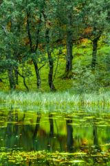 A quiet corner at the farn end of the lake