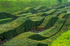 Undulating 'wave' hedges in the Park