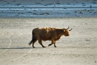 Highland cattle