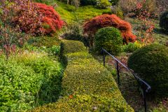 Clipped hedges by the river