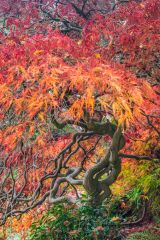 The rockery in autumn