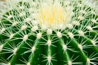 Threave Garden, Cactus