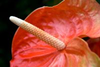 Threave Garden, Flower closeup 3