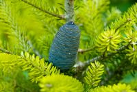 Threave Garden, Blue spruce cone