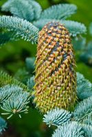 Threave Garden, Conifer cone