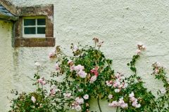 Roses at the house entrance