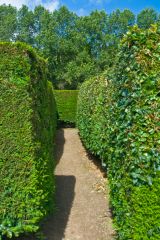 Inside the hedge maze