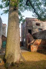 Turkey oak in the courtyard