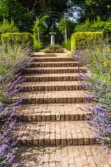 Steps in the garden