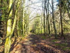 Vaynol Woods, avenue of the Dead (c) Eric Jones