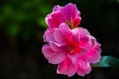 Spring blooms in the New Zealand Garden