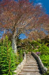 Steps in the Mediterranean Garden